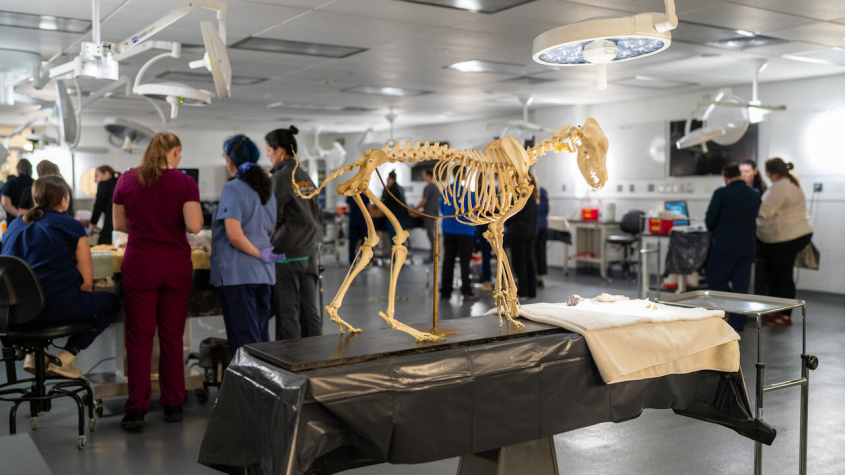 Dog skeleton model in the wet lab