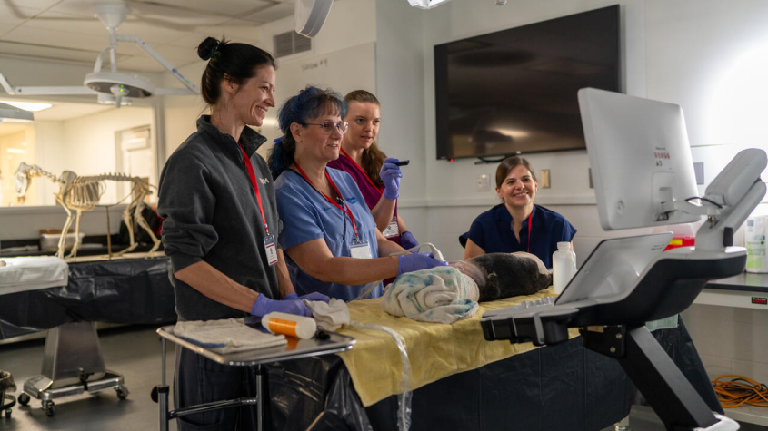 Four clinicians compare ultrasound readouts to the specimen