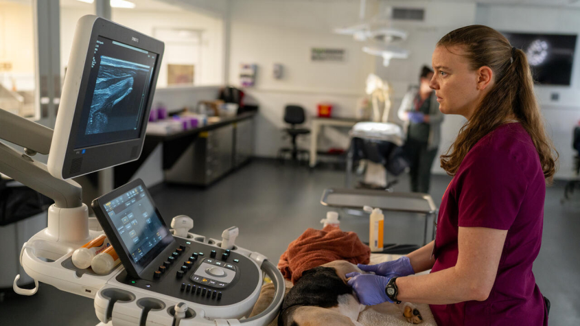 Lenfest using an ultrasound on a canine specimen