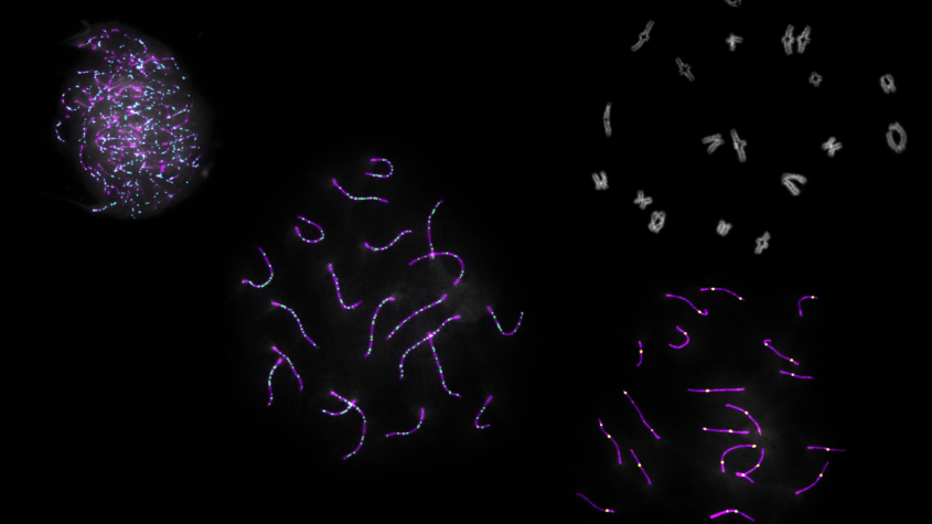 chromosomes in various stages of meiosis
