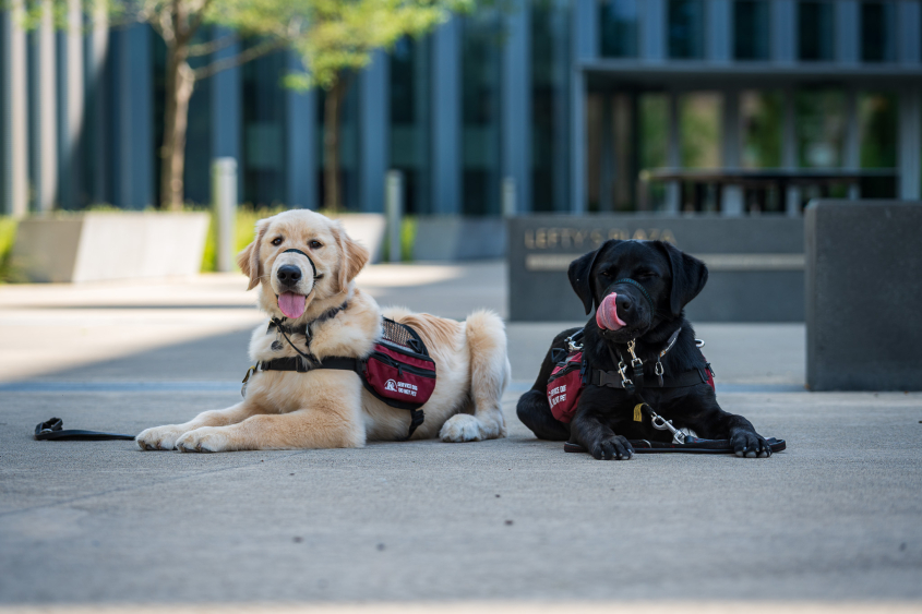 Two dogs sit outside the Cornell University College of Veterinary Medicine. 