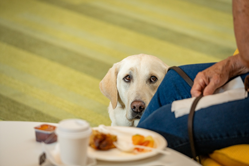 A dog looks up at its owner. 