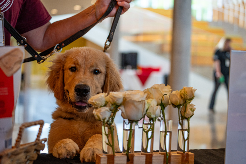 A young long-haired puppy smells flowers. 