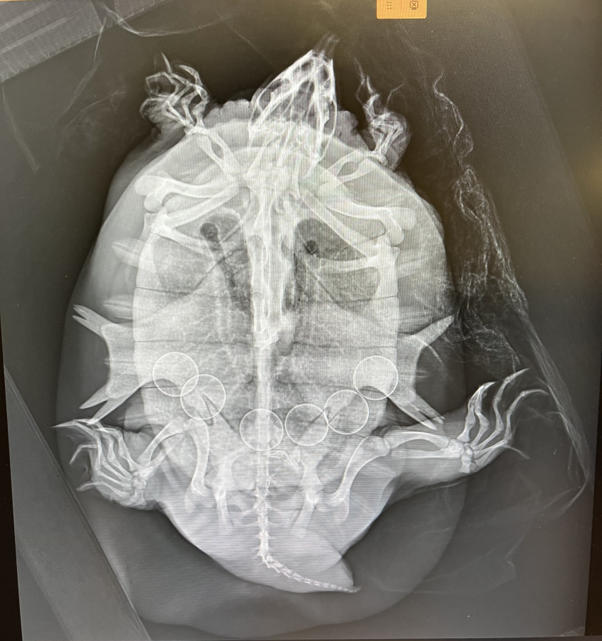 radiograph of a turtle