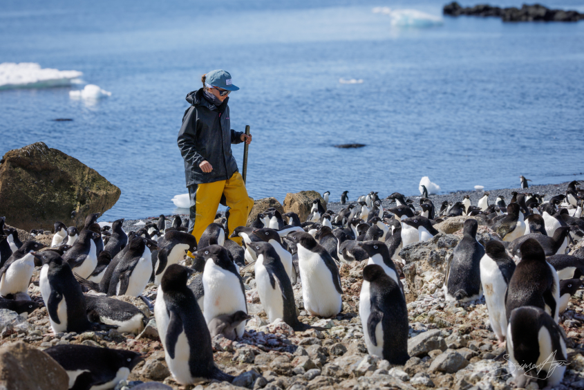 Amandine Gamble studying penguins in Antarctica