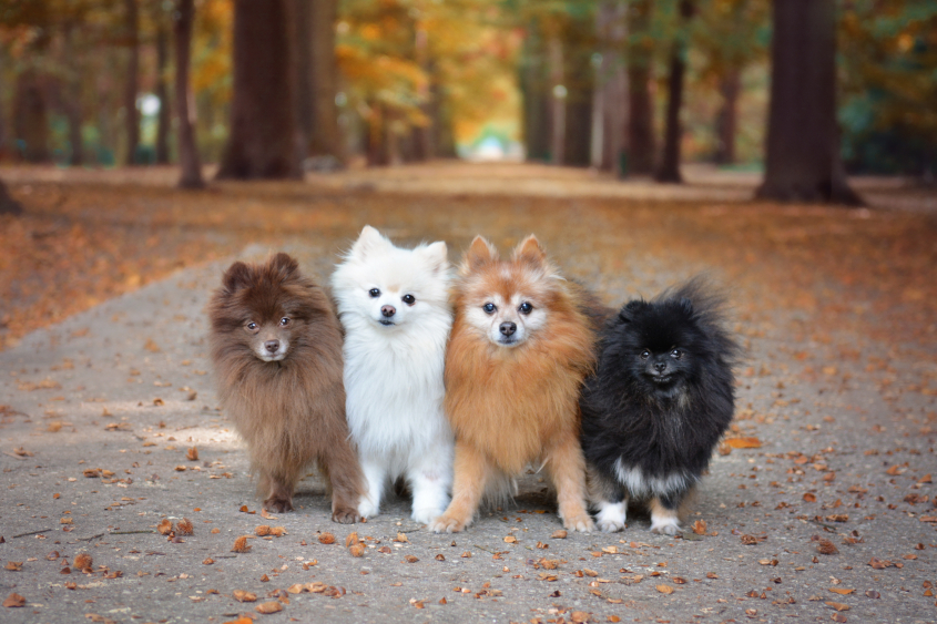 Four small dogs stand together and look at the camera. 