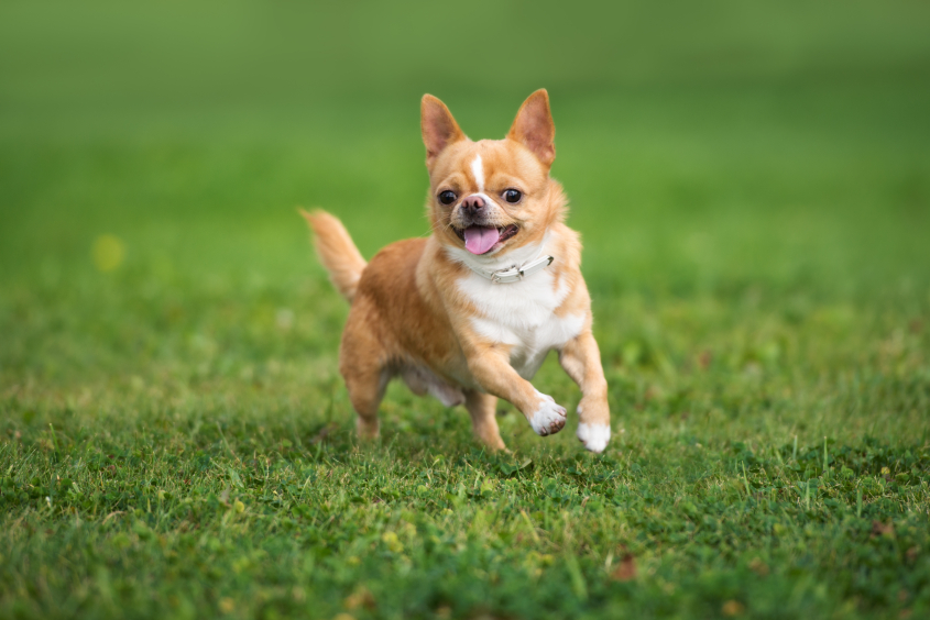 A small dog smiles and runs through the grass. 