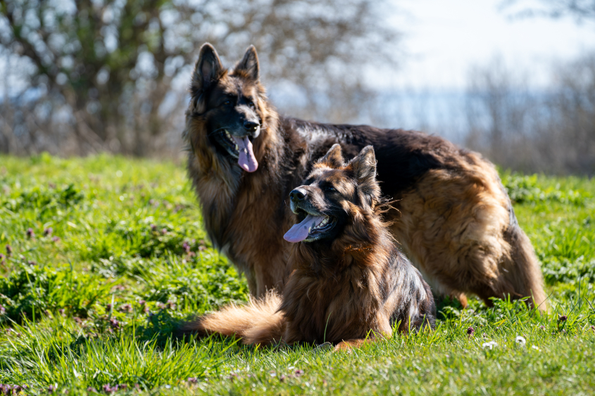 Two German Shepherds play in a grassy field. 