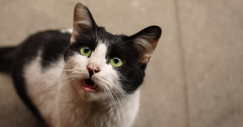 A black and cat meowing 