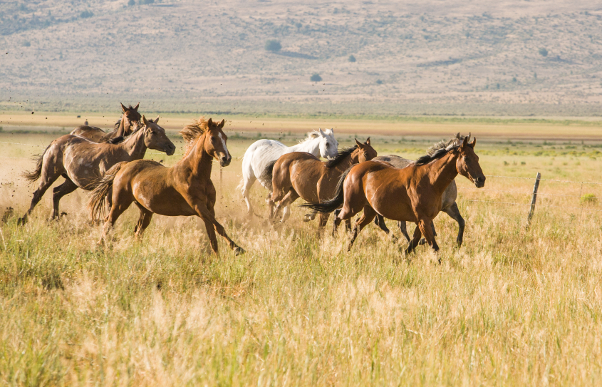 a heard of horses walking through a pasture