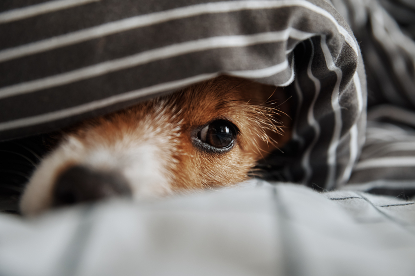 Pet under blanket in the bed. Portrait of sad dog warms in cold weather