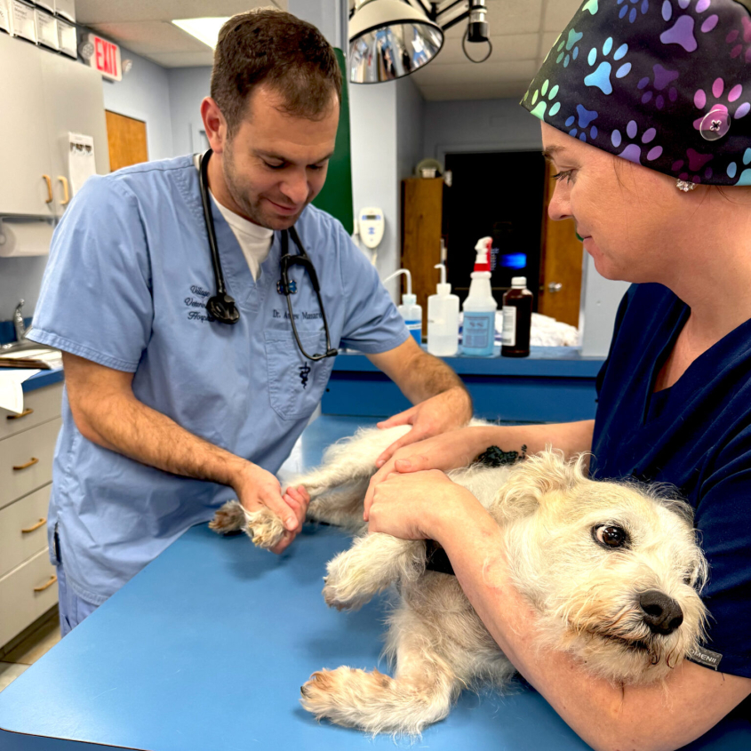 veterinarian examining a dog