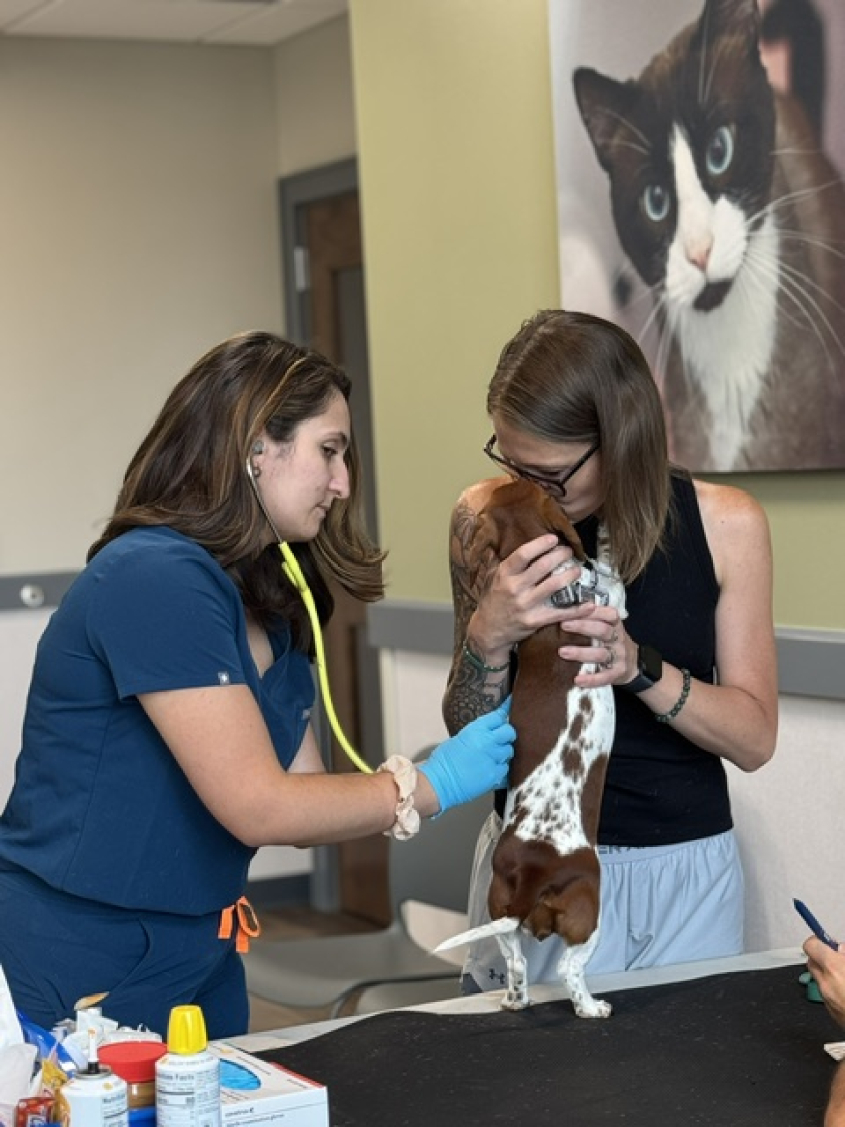 Intern examining a dog at a veteran wellness clinic 