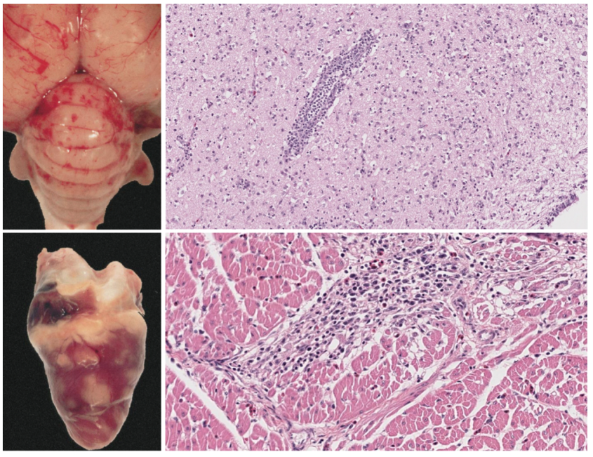 Bird myocardium and brain showing hemorrhage, necrosis, and perivascular inflammation