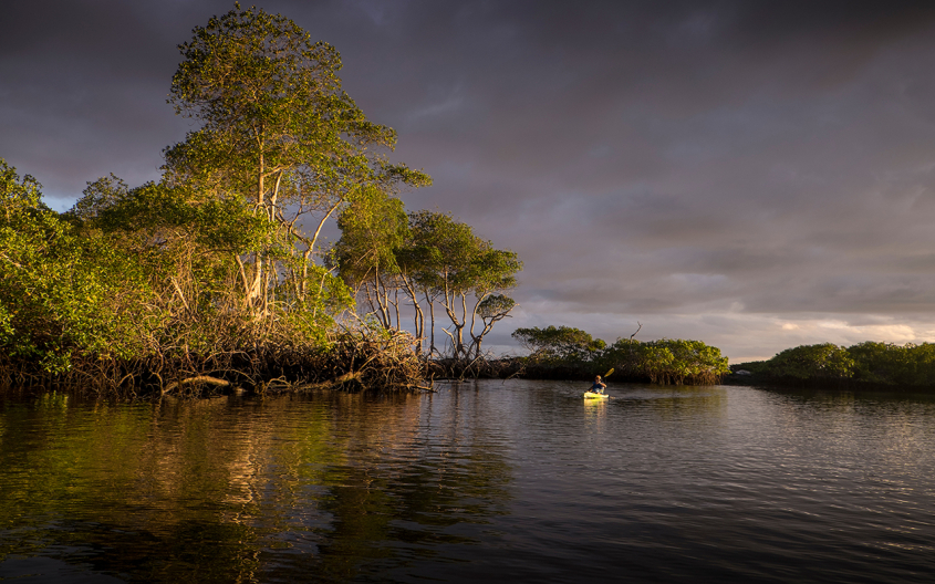river and mangrove trees at sunset