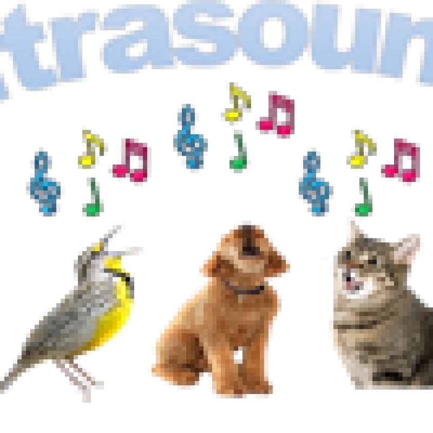 Ultrasound A Cappella logo