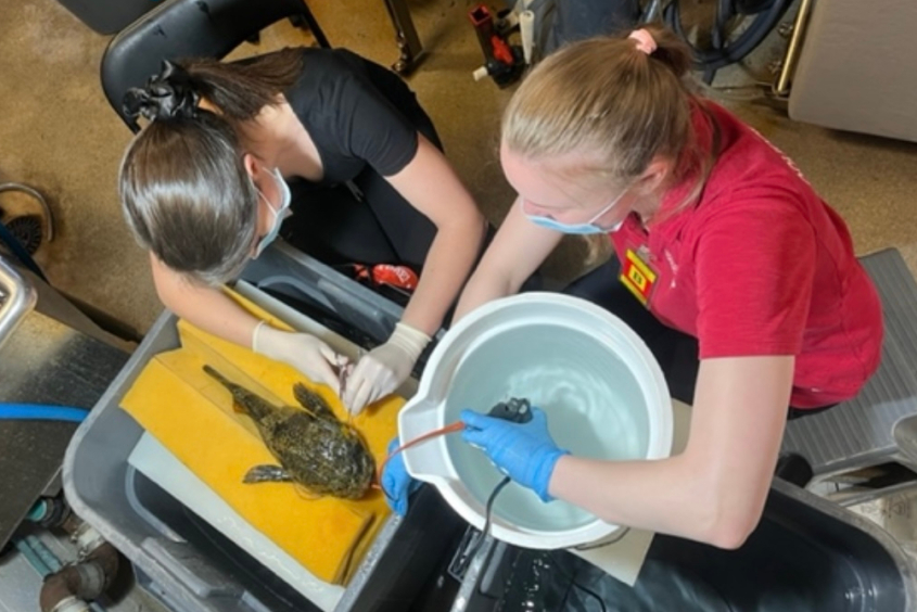 A student dissecting a fish