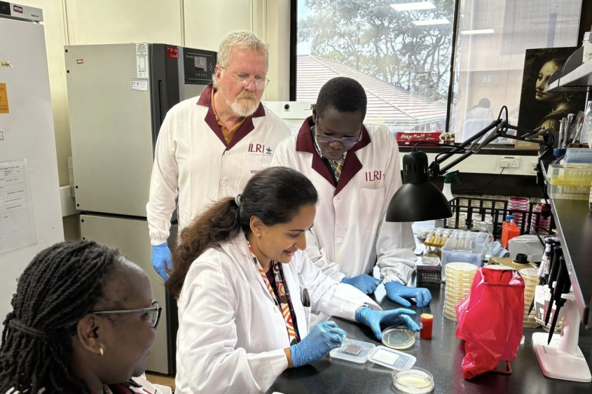 Getchell observing Kenyan colleagues identifying bacterial isolates from tilapia at the International Livestock Research Institute in Nairobi.