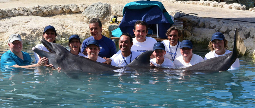 A group of people in a pool with a dolphin
