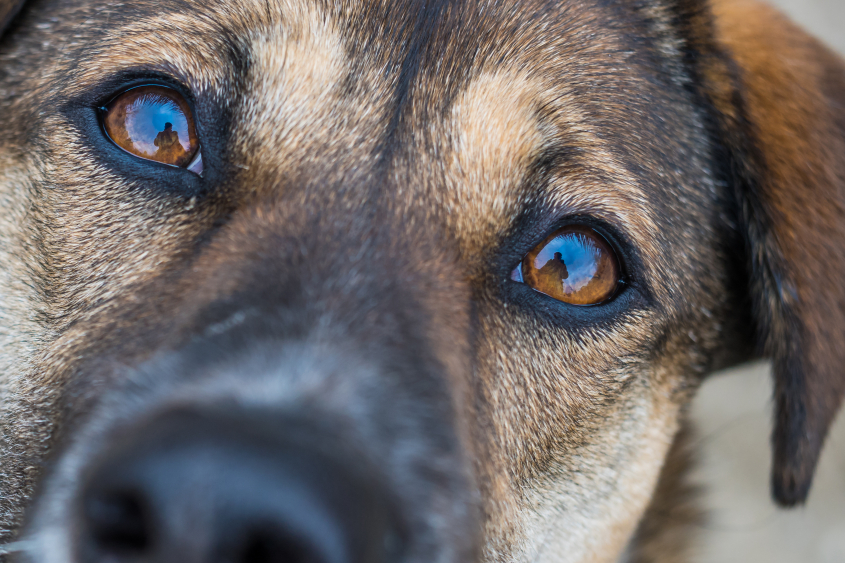 A dog with brown eyes looks at the camera. 