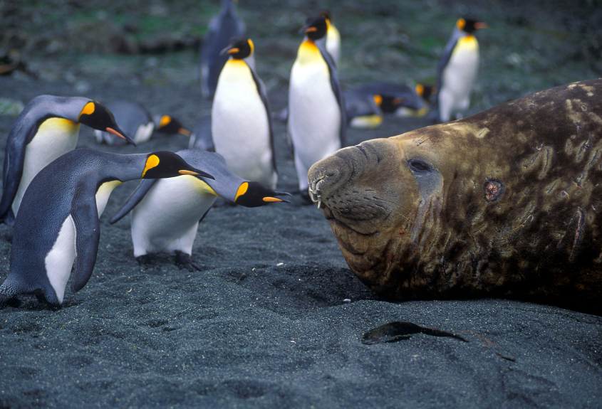 King Penguins checking out a huge elephant seal on Macquarie Island