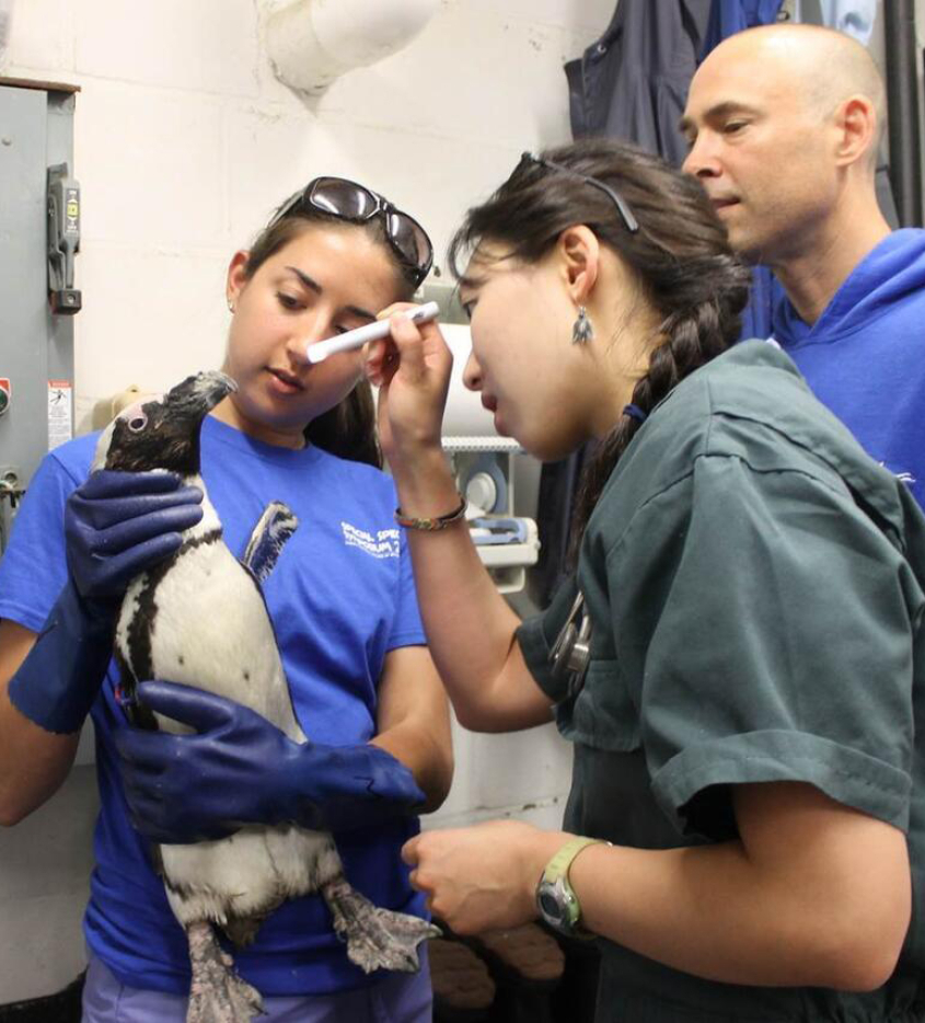 A student examining a penguin