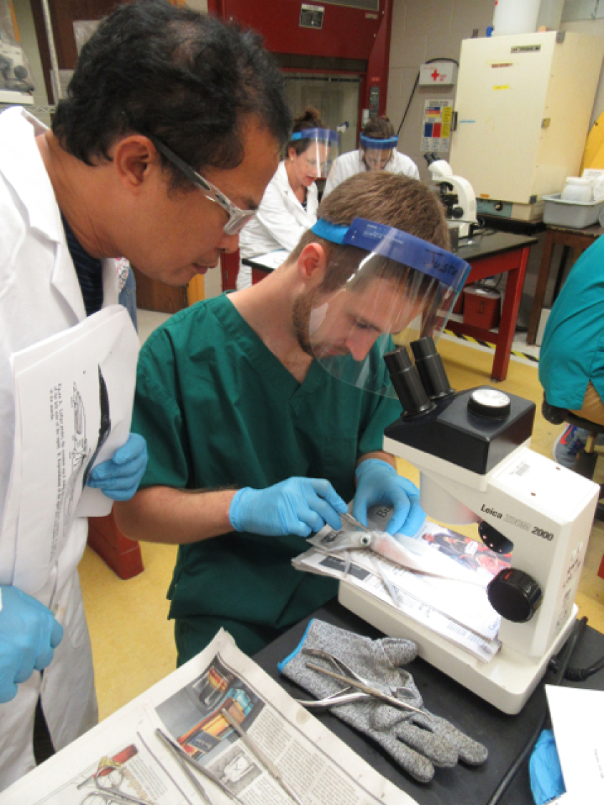 A student dissecting a squid