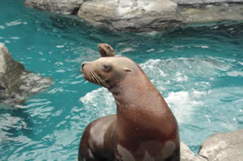 sealion