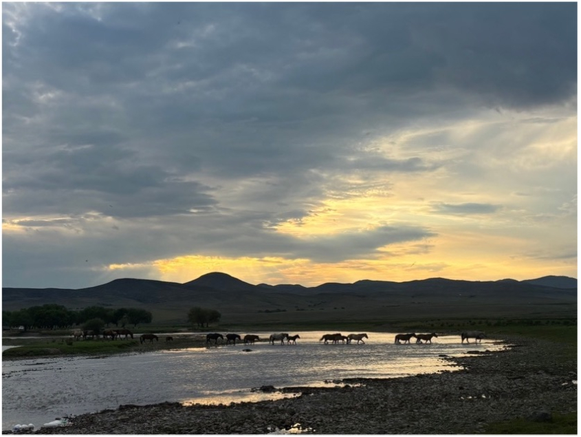 Horses on a river at sunset with wide open sky and a dark Mongolian mountain range in the distance