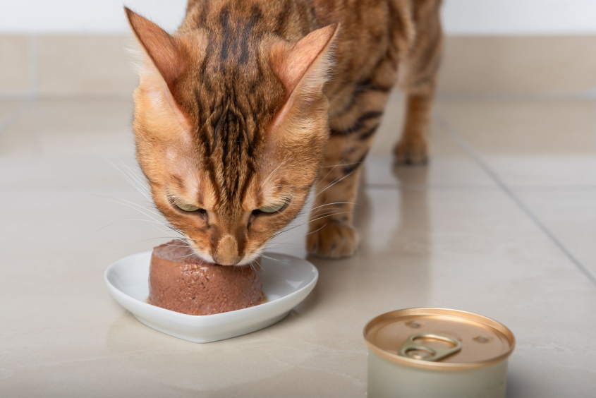 cat eating canned food