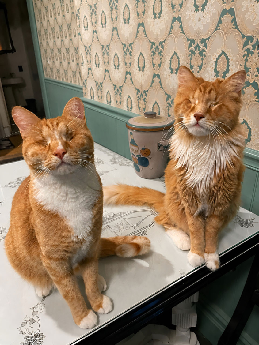 Marfan syndrome cats