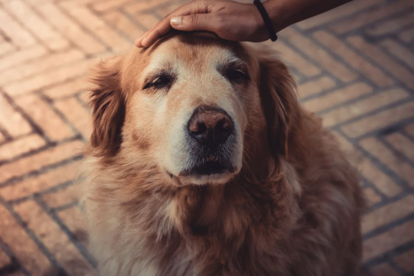 older golden retriever getting petted on head