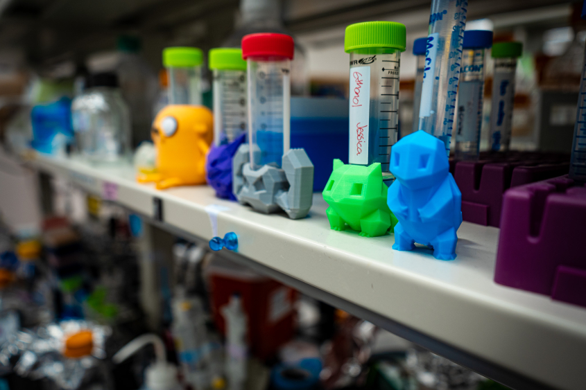Test tubes in Paula Cohen's lab