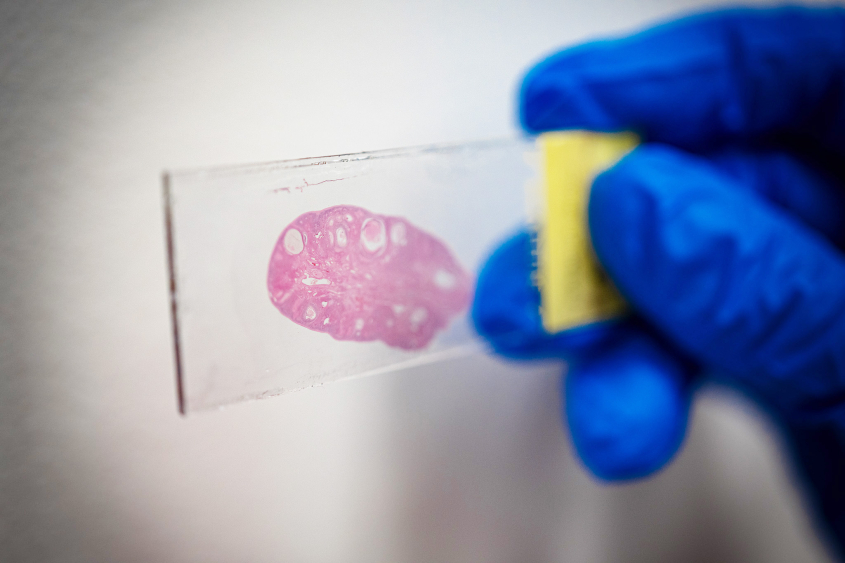 Master of Science in Fundamental and Translational Reproductive ...
