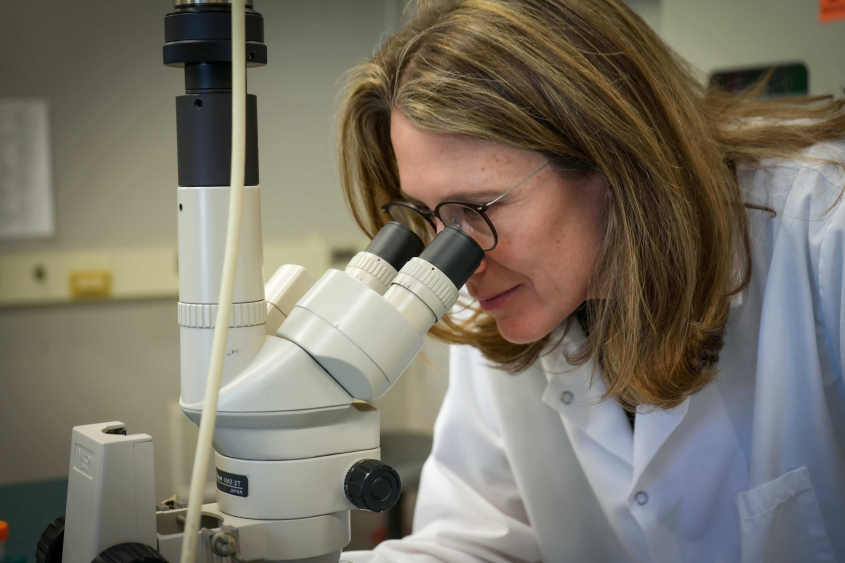 Dr. Amanda de Mestre looking through a microscope