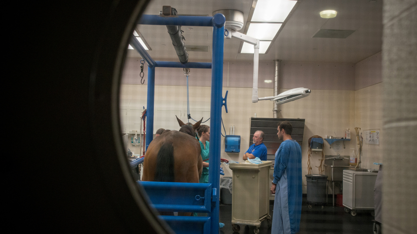 View through a door window with a horse and LVTs