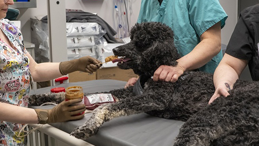 A black poodle fed peanut butter by two LVTs