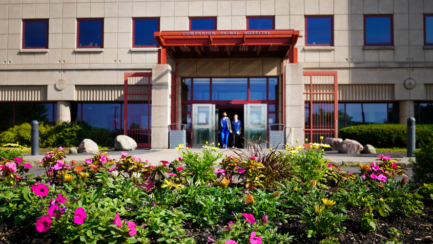 Flowers in the foreground of a sunny day outside the companion animal hospital entrance