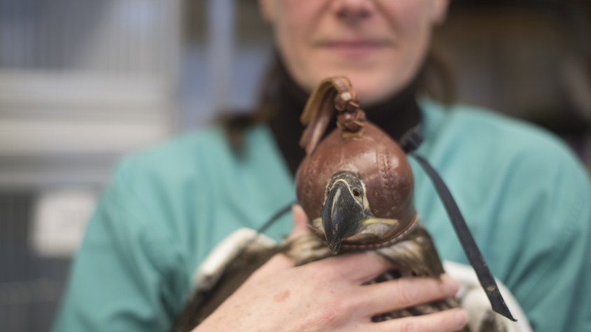 A hooded bald eagle held by an LVT