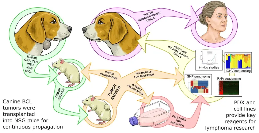 illustration of the experimental workflow from canine lymphoma tumors to mouse models, cell lines, and eventual human and canine therapies