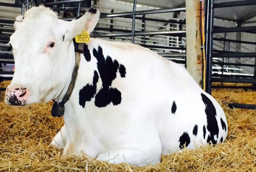 Holstein cow laying down in straw