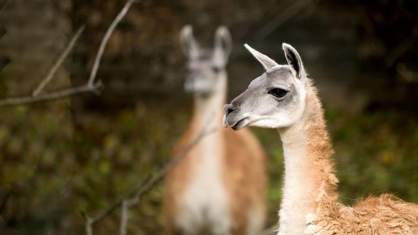 Llamas in a field