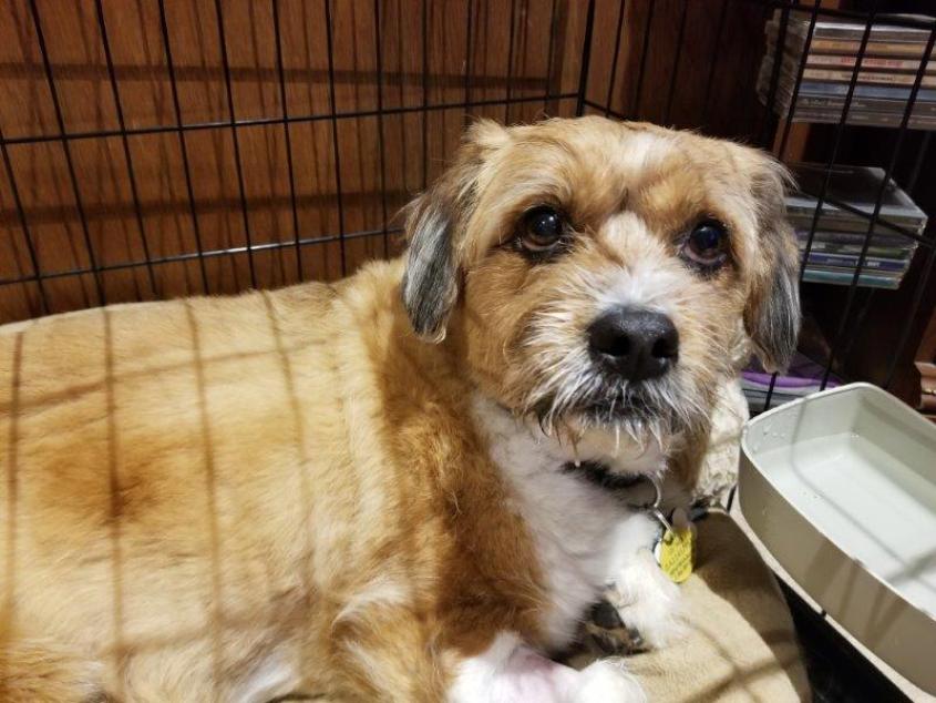 A wiry-haired dog seated, looking at the camera