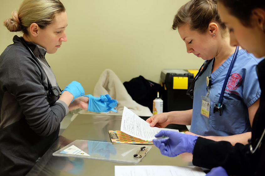 Two clinicians reading an animal patient's records