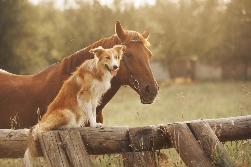 HorseandDog_AdobeStock_51827007.jpeg