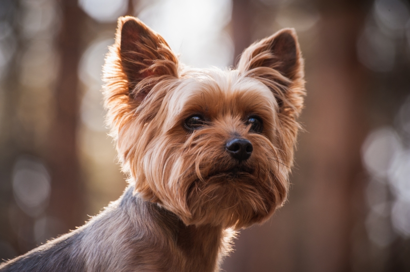 YorkshireTerrier_AdobeStock_89553914.jpeg