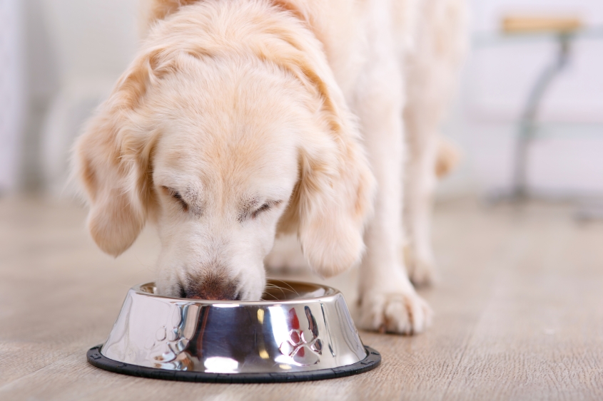 DogEating_AdobeStock_96921734
