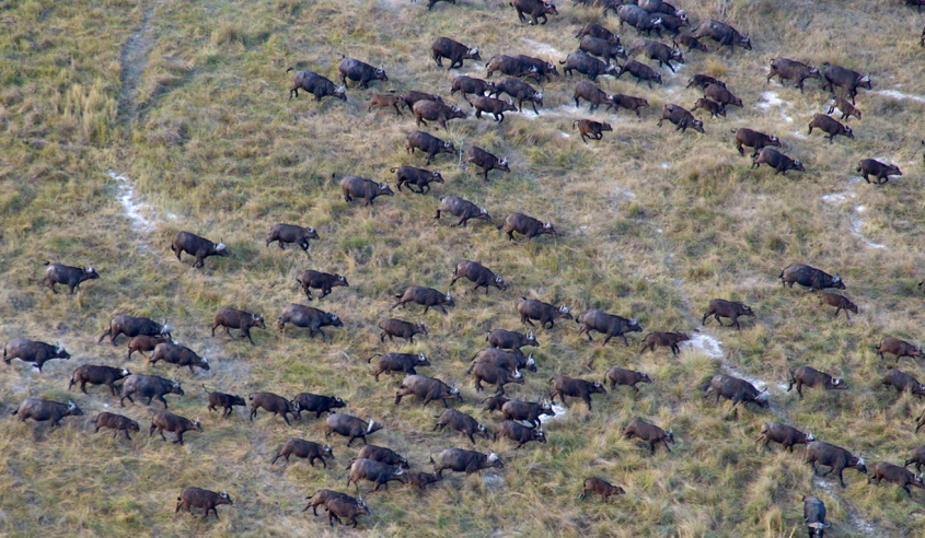 aerial shot of migrating buffalo-photo credit M. Atkinson/AHEAD