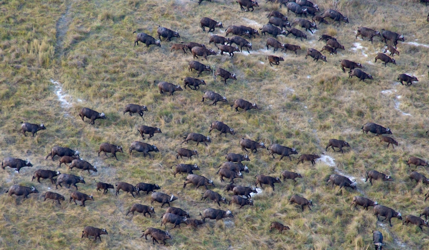 aerial shot of migrating buffalo-photo credit M. Atkinson/AHEAD