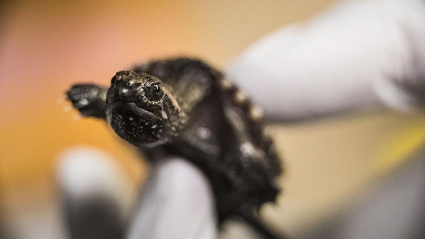 A baby snapping turtle in a person's hand